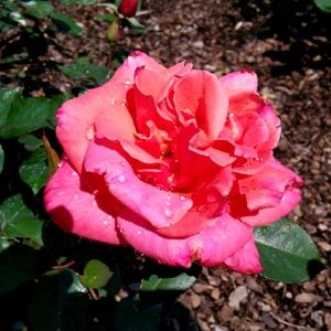 Meet your Posher, Max